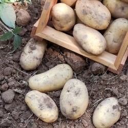 Old Potatoes