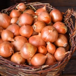 White onions